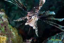 Lionfish at Moalboal by Taco Cheung 